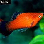 Platy 1