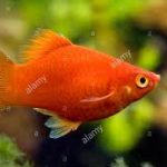 Platy 1