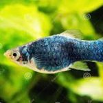 Platy 1